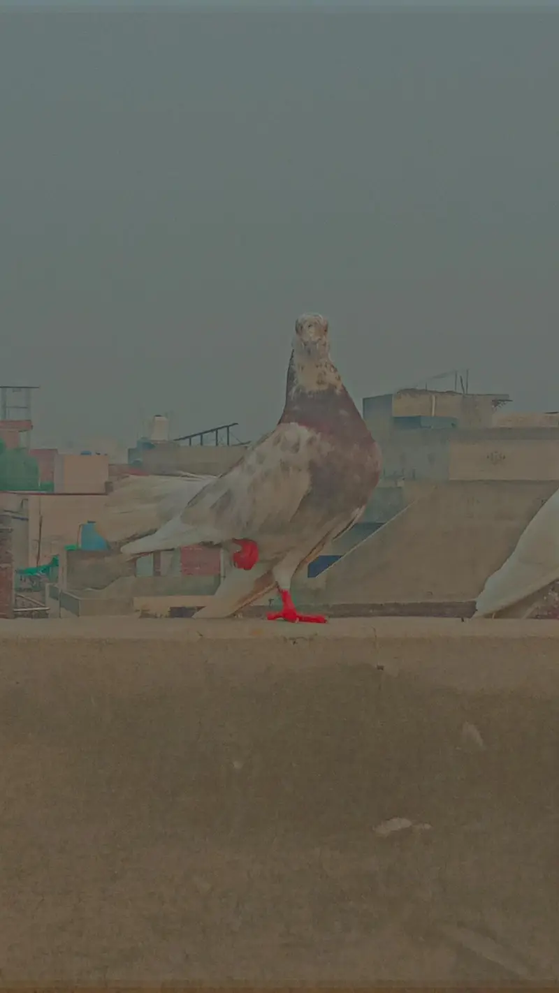 Many kind of pigeons available/ Single pieces and breeder pairs — photo 6