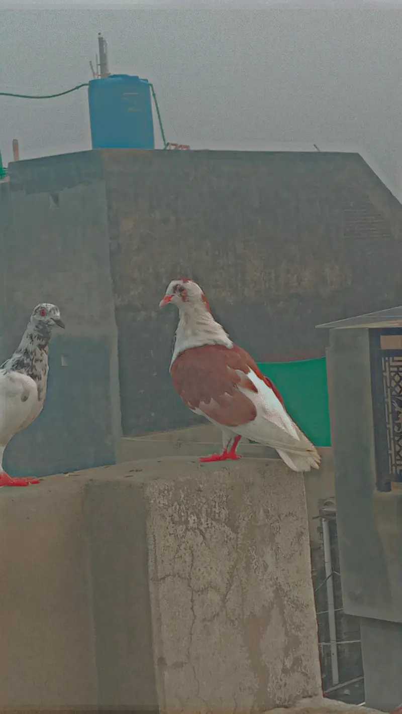 Many kind of pigeons available/ Single pieces and breeder pairs — photo 8