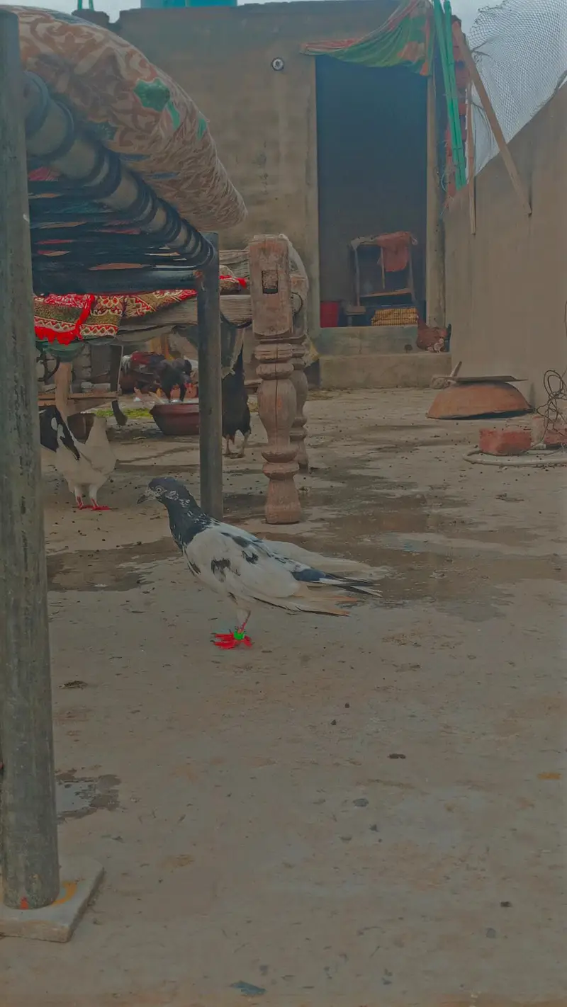 Many kind of pigeons available/ Single pieces and breeder pairs — photo 12
