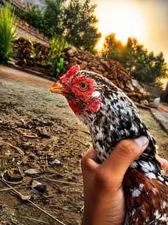 aseel bird showq ke liyi