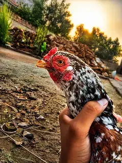 aseel bird showq ke liyi