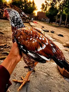 aseel bird showq ke liyi — photo 2