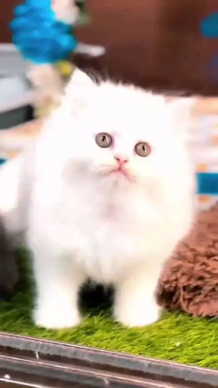 pure Parisian helthy and active kitten for sale — photo 7
