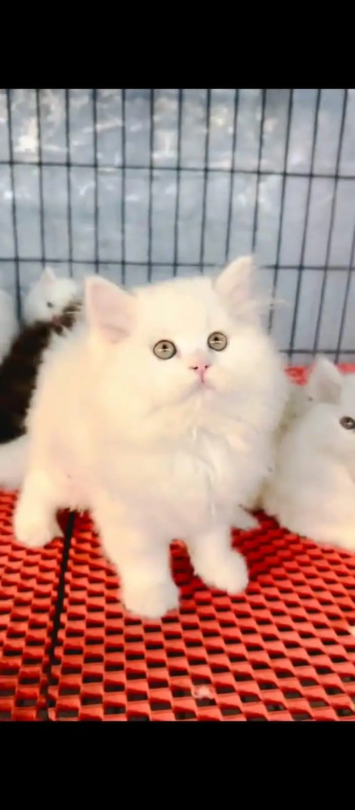 Persian cat for sale male or female03/0/79/33/09/44 my WhatsApp number — photo 3