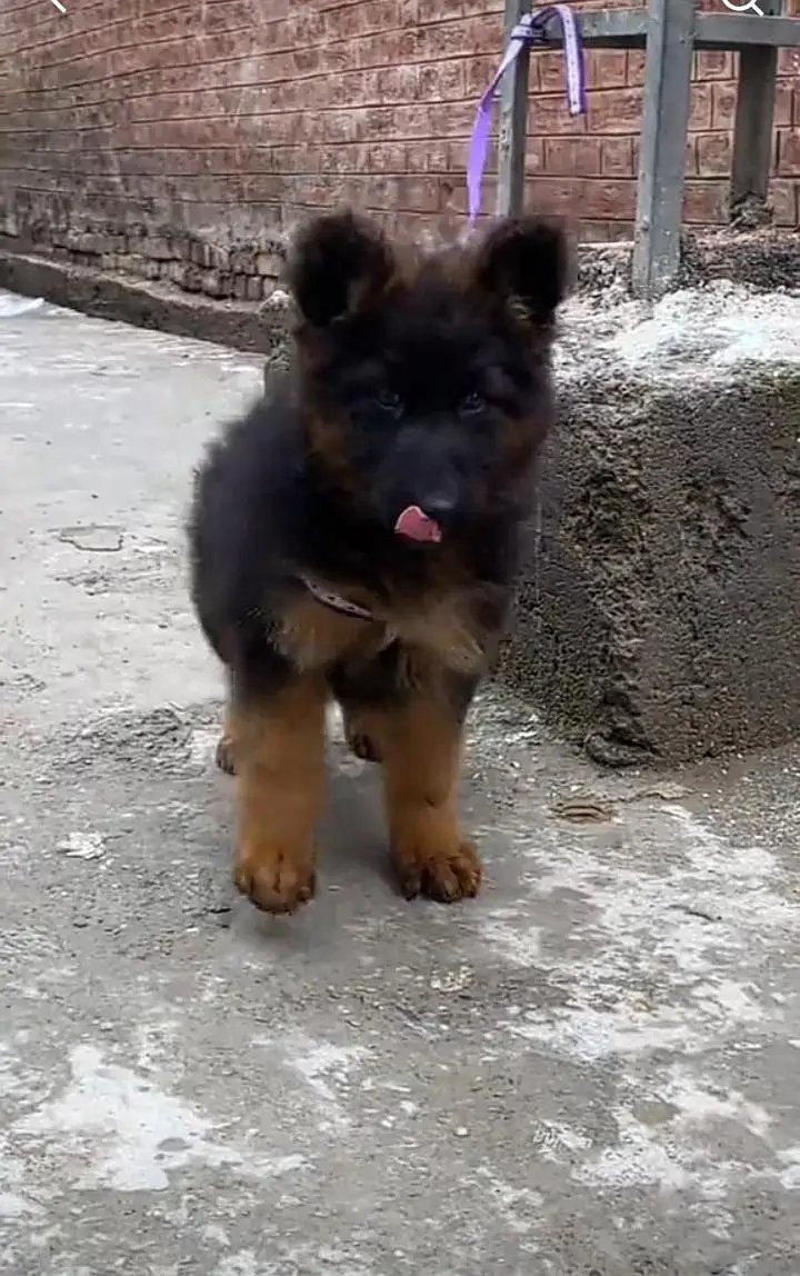 German Shepherd puppies long cot for sale my WhatsApp. 03493731440 — photo 2