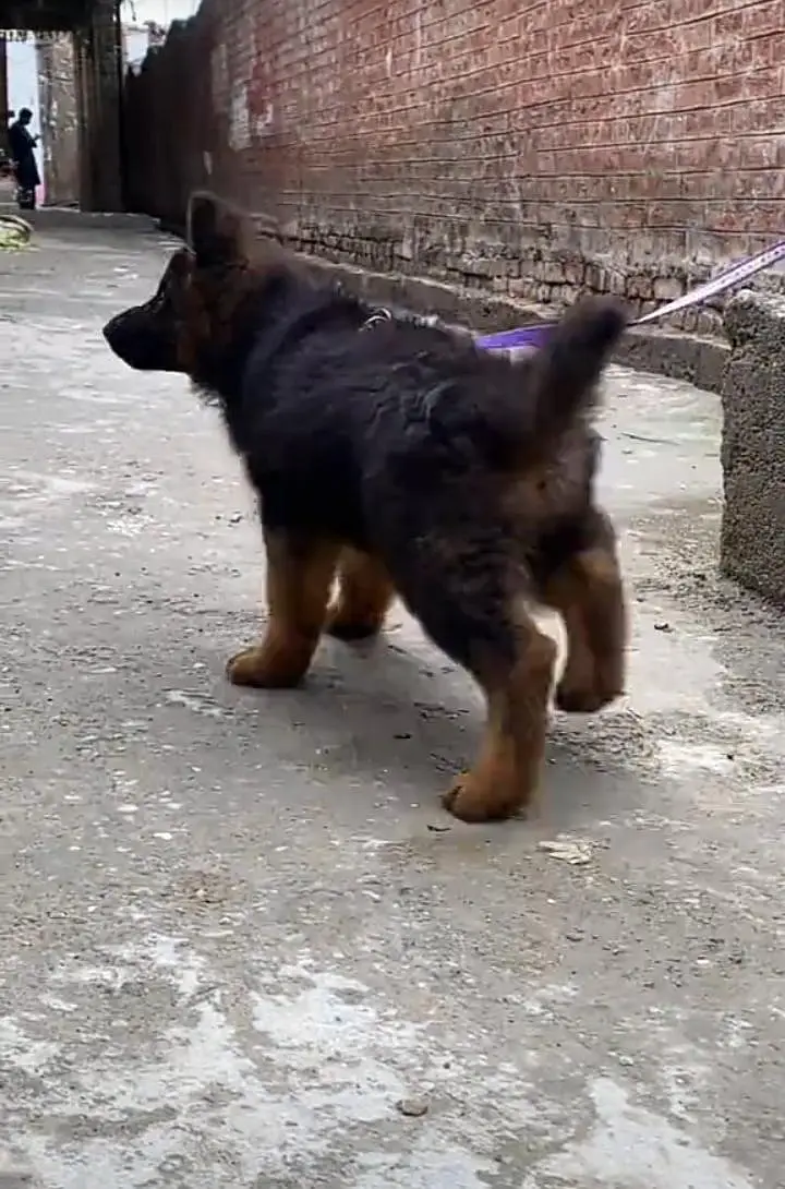 German Shepherd puppies long cot for sale my WhatsApp. 03493731440 — photo 3