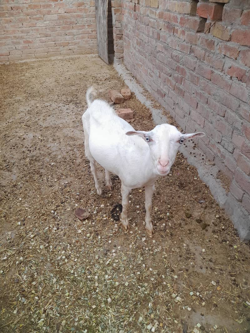 white teda 0