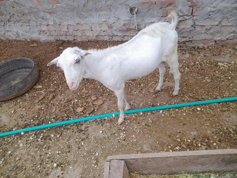 white teda 1