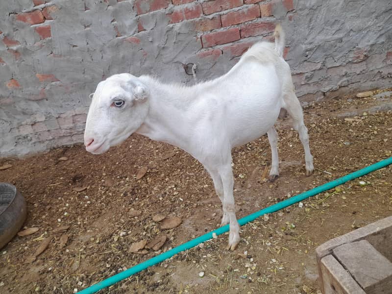white teda 3