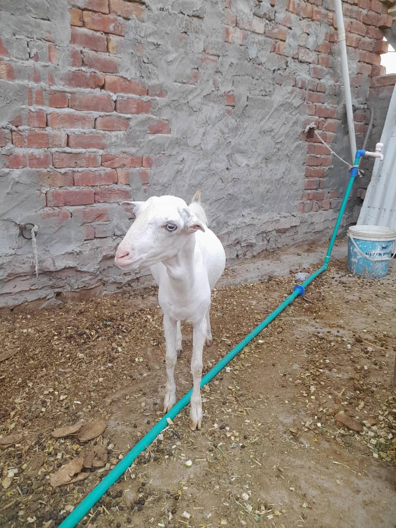 white teda 5