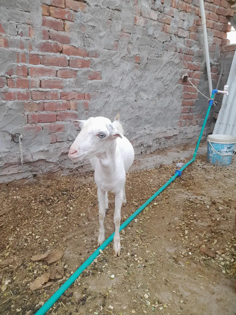 white teda — photo 6