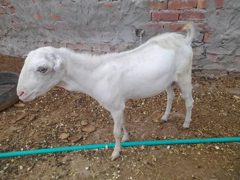 white teda 6