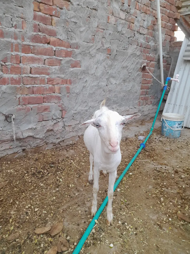 white teda — photo 8