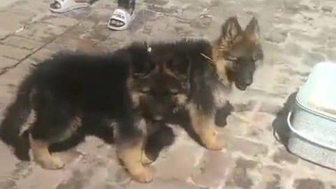 German Shepherd puppies long cot for sale my WhatsApp. 03493731440