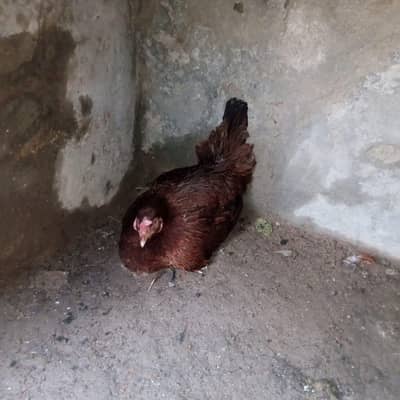 Aseel Kurk murgi for sale