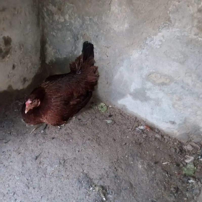 Aseel Kurk murgi for sale — photo 2