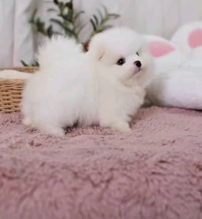 Pomeranian helthy and active puppies dog for sale