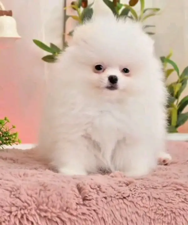 Pomeranian helthy and active puppies dog for sale — photo 2