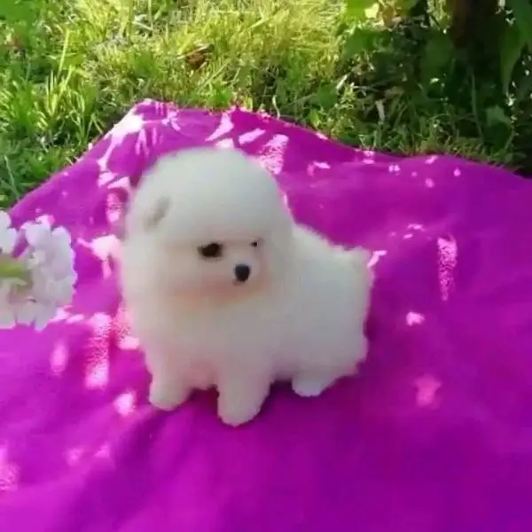 Pomeranian helthy and active puppies dog for sale — photo 3