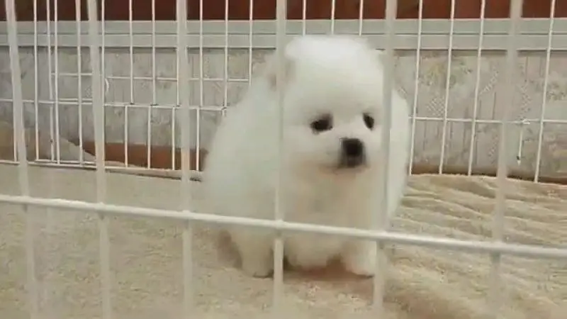 Pomeranian helthy and active puppies dog for sale — photo 4
