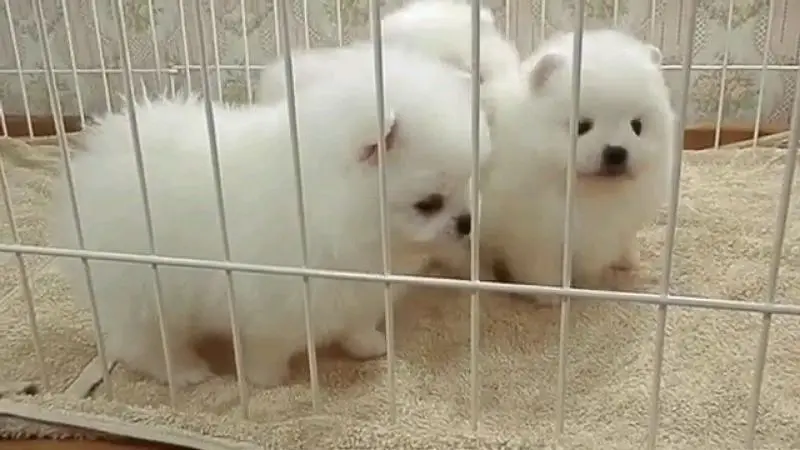 Pomeranian helthy and active puppies dog for sale — photo 5