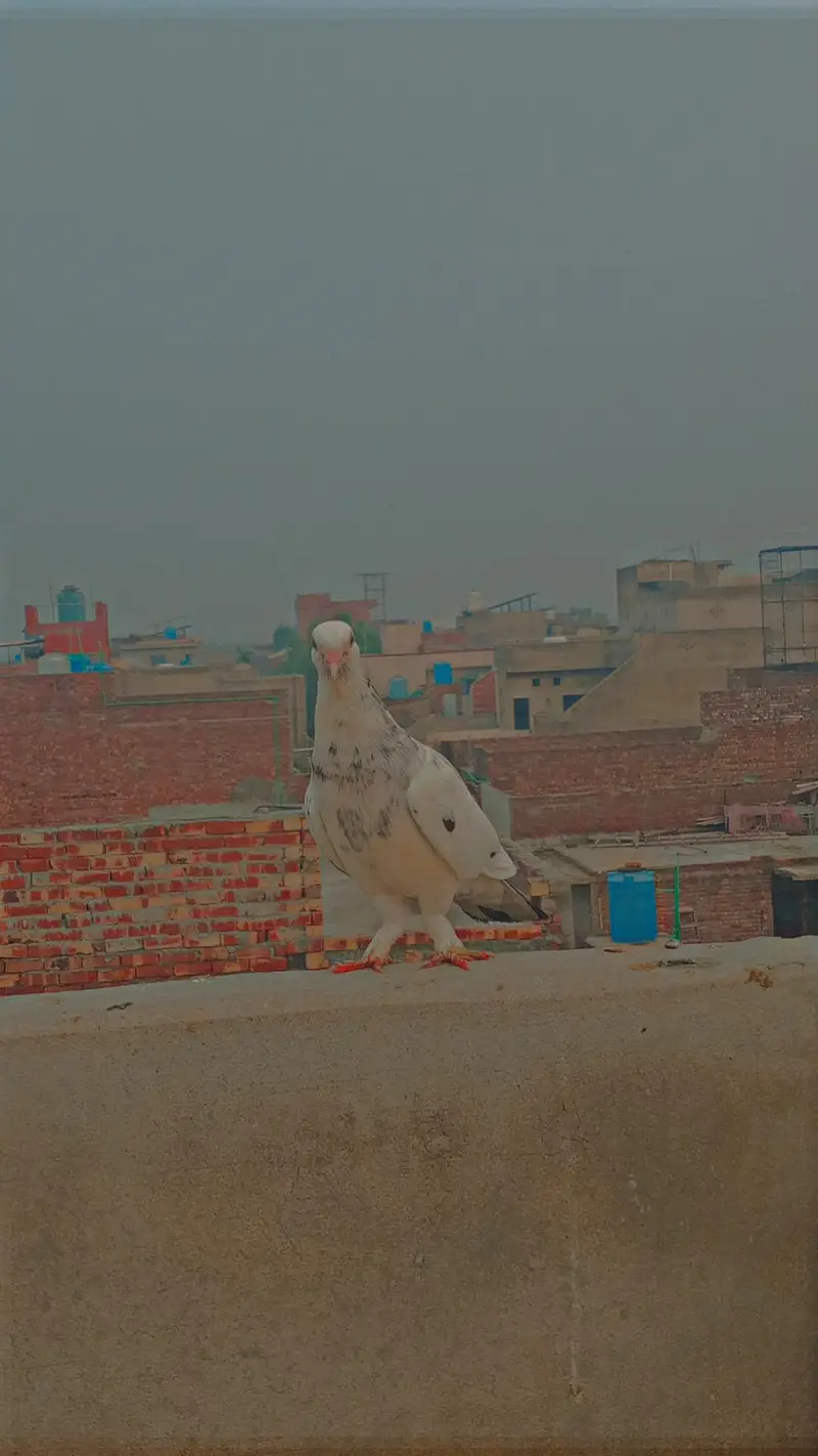 Flying/Fantail/Sherazi and other breeds Pigeons/Urgent sale/Low price — photo 3
