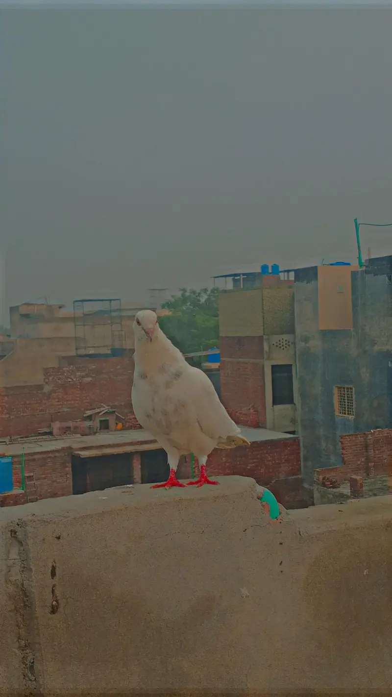 Flying/Fantail/Sherazi and other breeds Pigeons/Urgent sale/Low price — photo 4