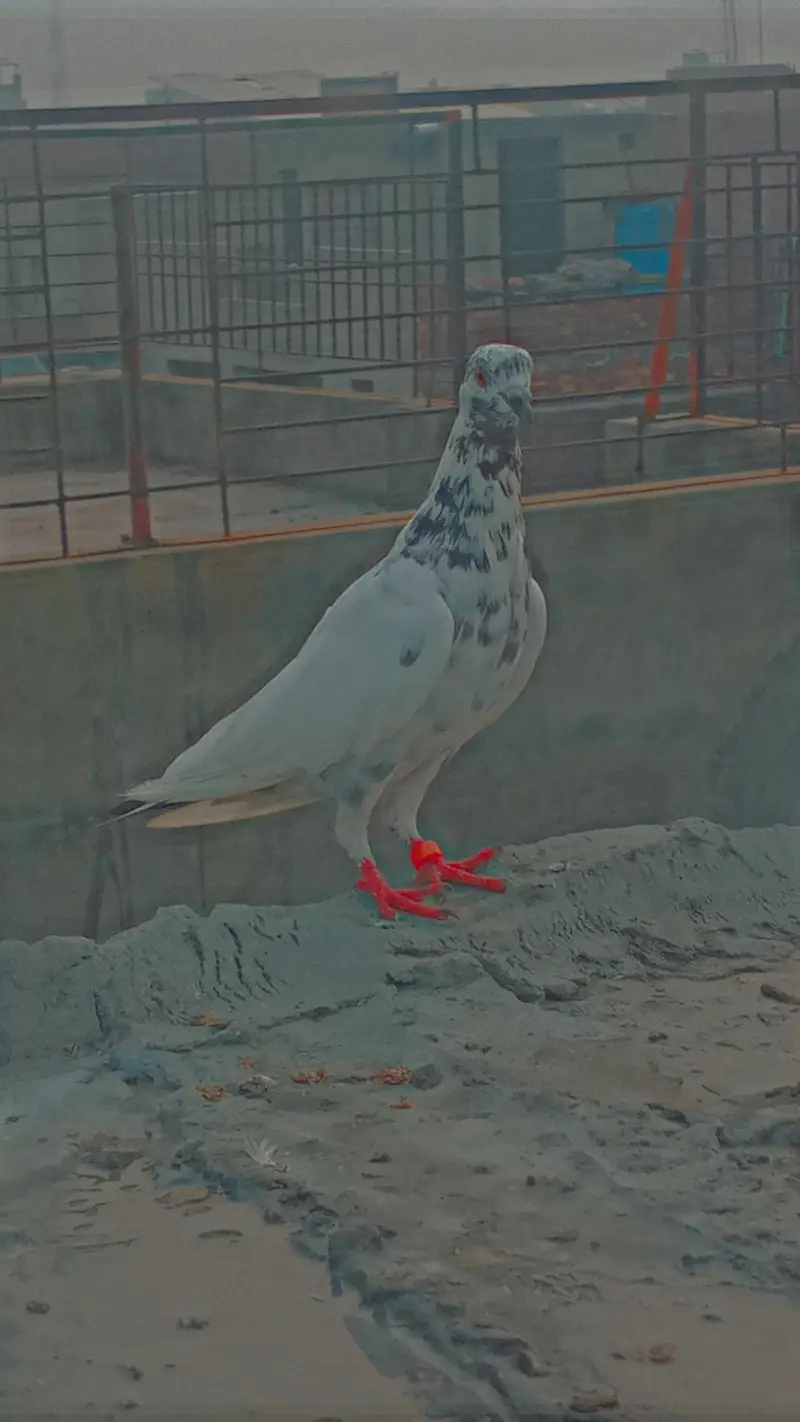 Flying/Fantail/Sherazi and other breeds Pigeons/Urgent sale/Low price — photo 5