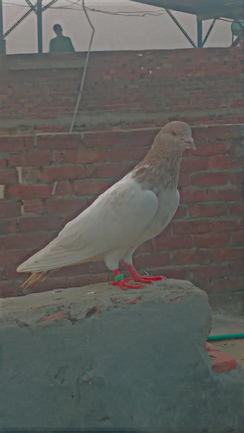 Flying/Fantail/Sherazi and other breeds Pigeons/Urgent sale/Low price — photo 6