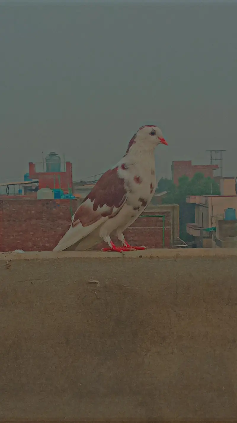Flying/Fantail/Sherazi and other breeds Pigeons/Urgent sale/Low price — photo 7