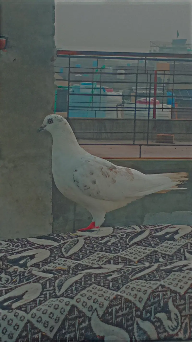 Flying/Fantail/Sherazi and other breeds Pigeons/Urgent sale/Low price — photo 10