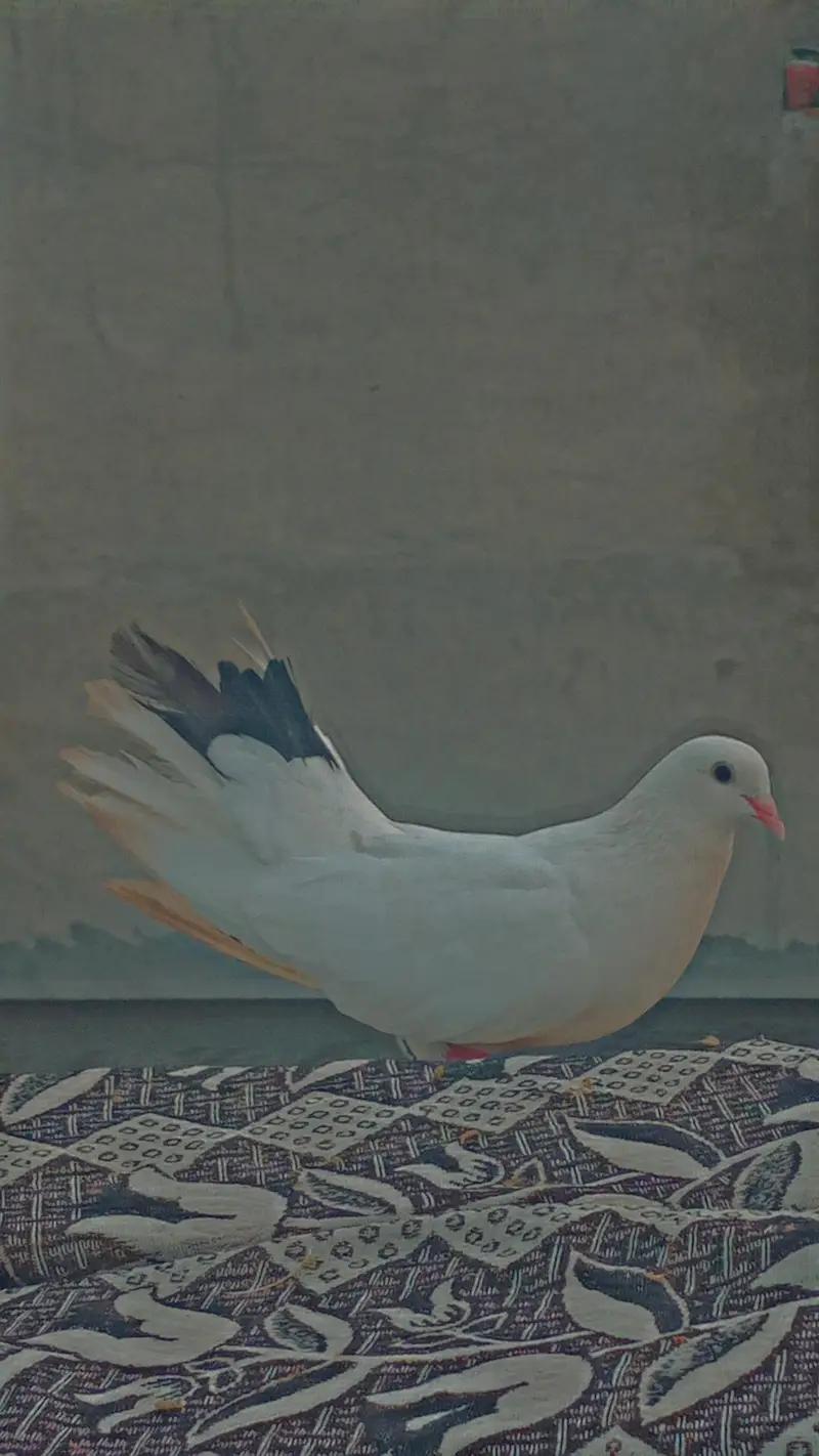Flying/Fantail/Sherazi and other breeds Pigeons/Urgent sale/Low price — photo 11