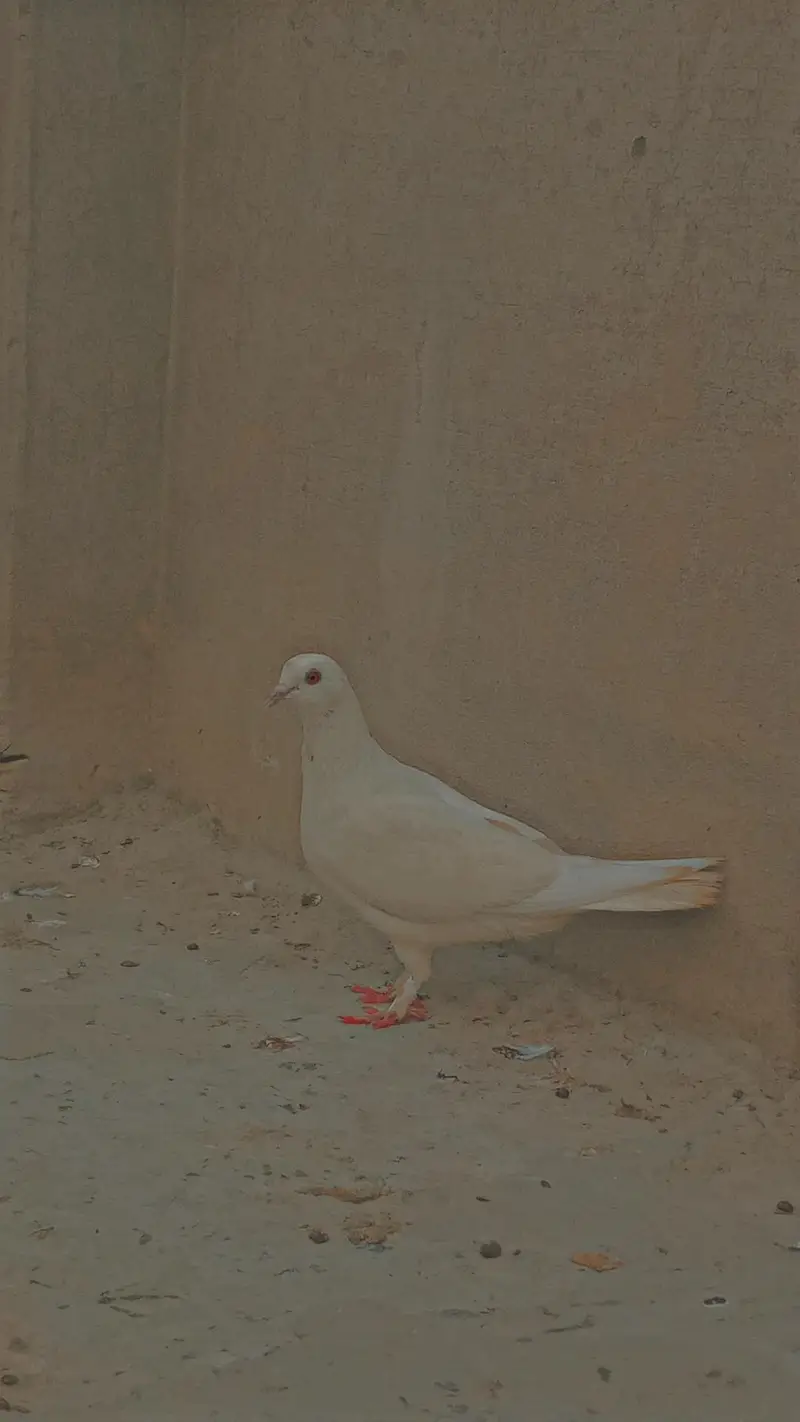 Flying/Fantail/Sherazi and other breeds Pigeons/Urgent sale/Low price — photo 12