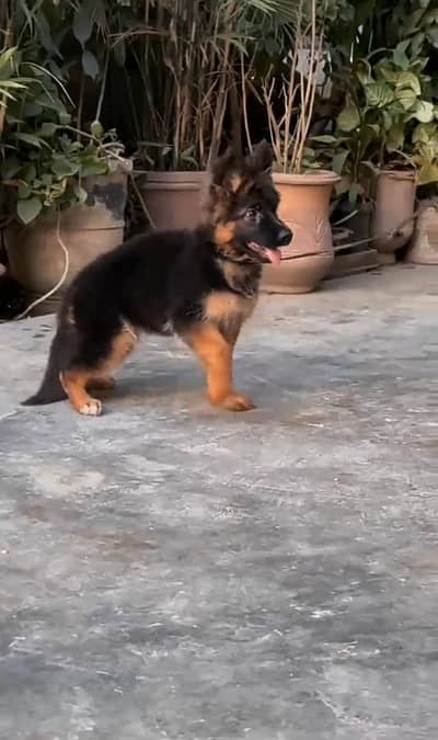 German Shepherd puppies long cot for sale my WhatsApp. 03493731440