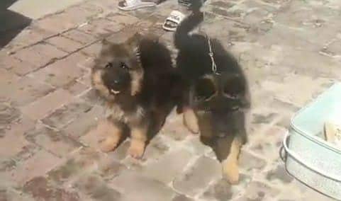 German Shepherd puppies long cot for sale my WhatsApp. 03493731440