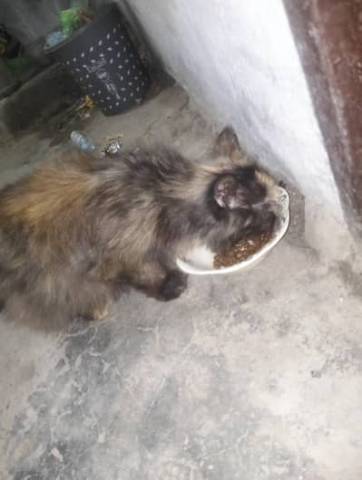 sale my cat full friendly