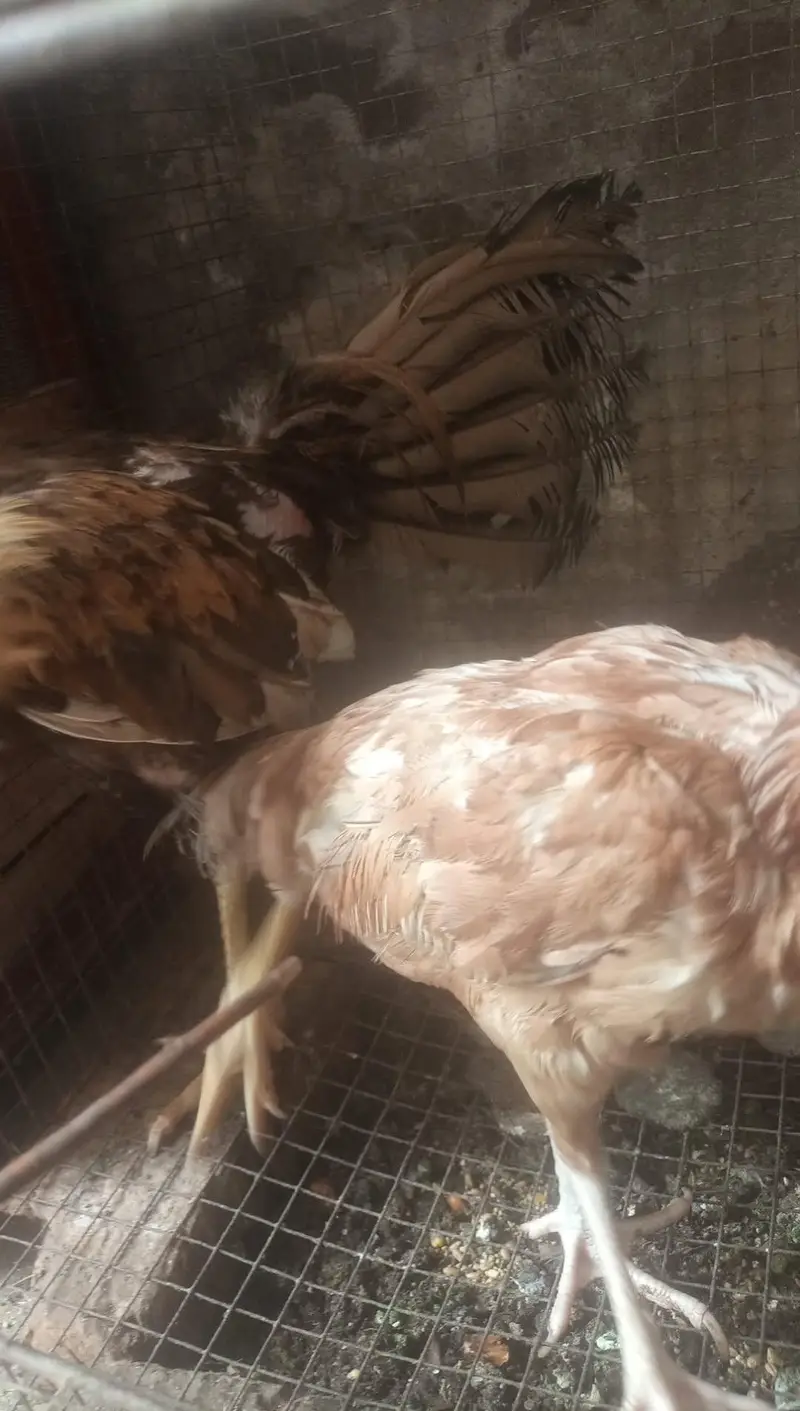 aseel hen only male — photo 5
