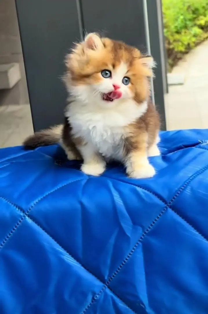 Persian kitten triple Qout. for. . sale my WhatsApp03493731440 — photo 3