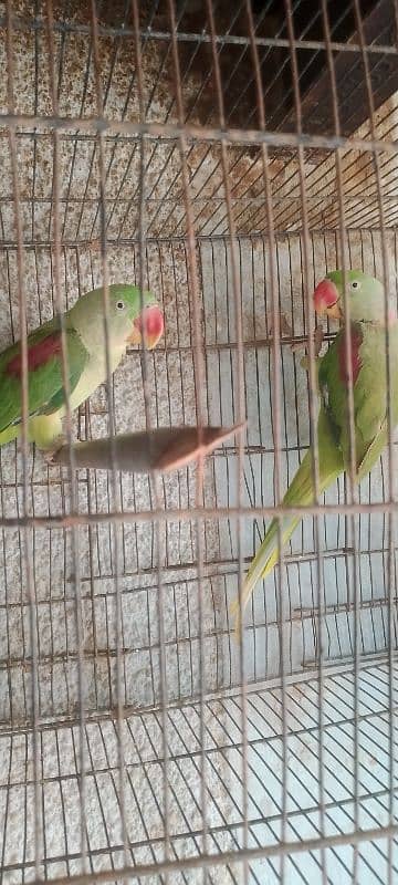 kashmiri raw parrot pair for sale