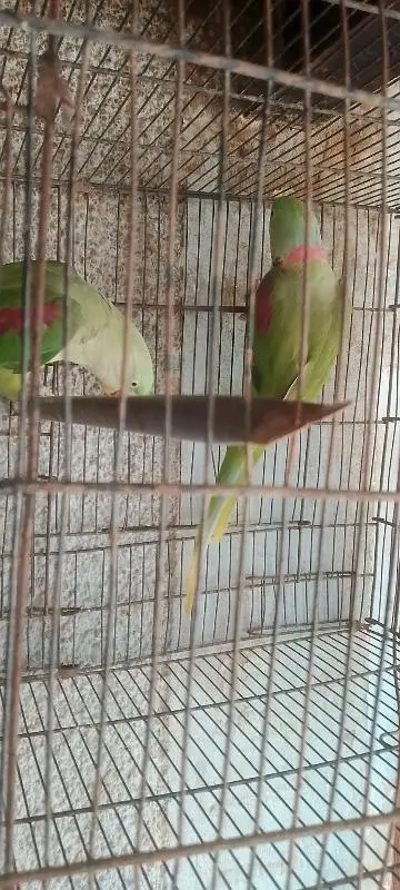 kashmiri raw parrot pair for sale — photo 2