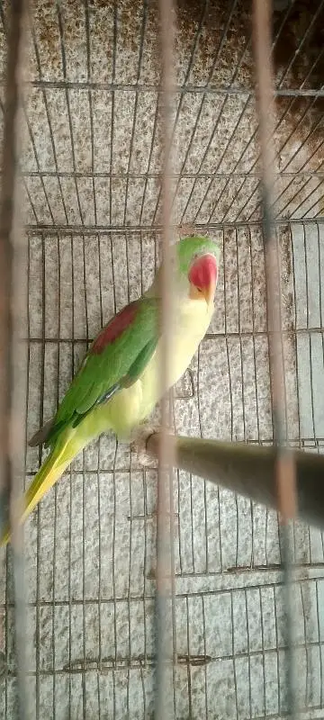 kashmiri raw parrot pair for sale — photo 3