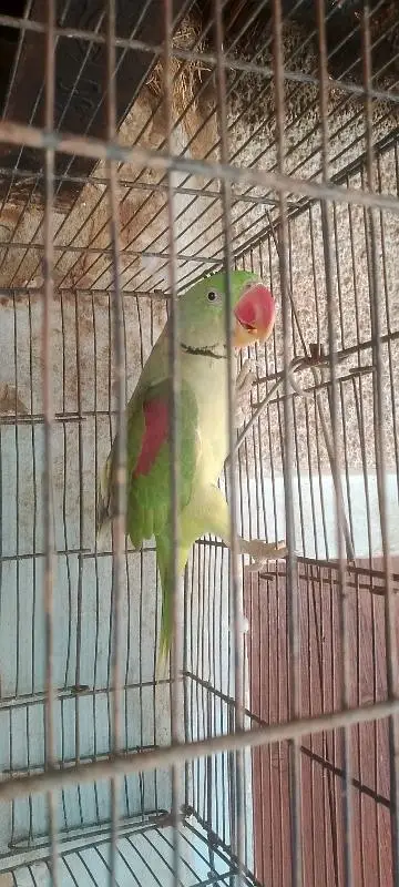 kashmiri raw parrot pair for sale — photo 4