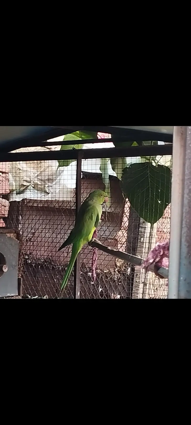 catha pair — photo 2