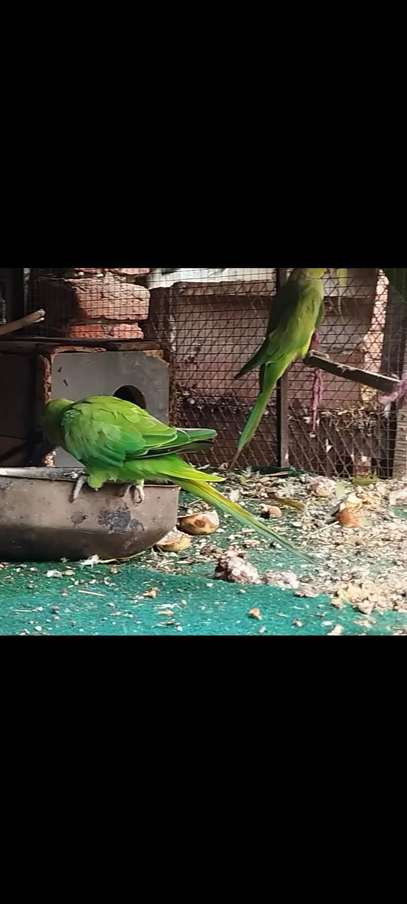 catha pair 2