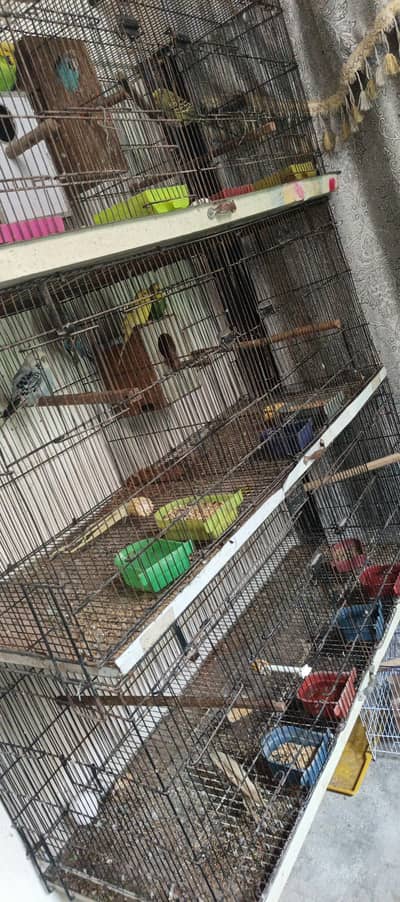 1.5 by 4 ka 5 3 cage aur exhibition parrot  5 pis sell