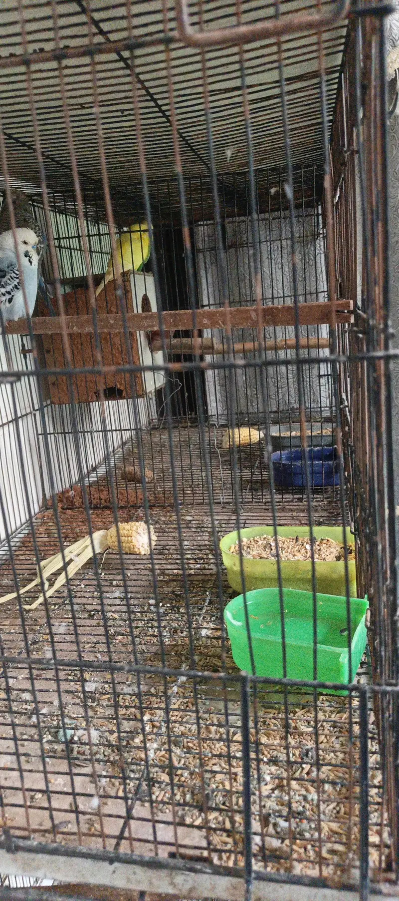 1.5 by 4 ka 5 3 cage aur exhibition parrot  5 pis sell — photo 2