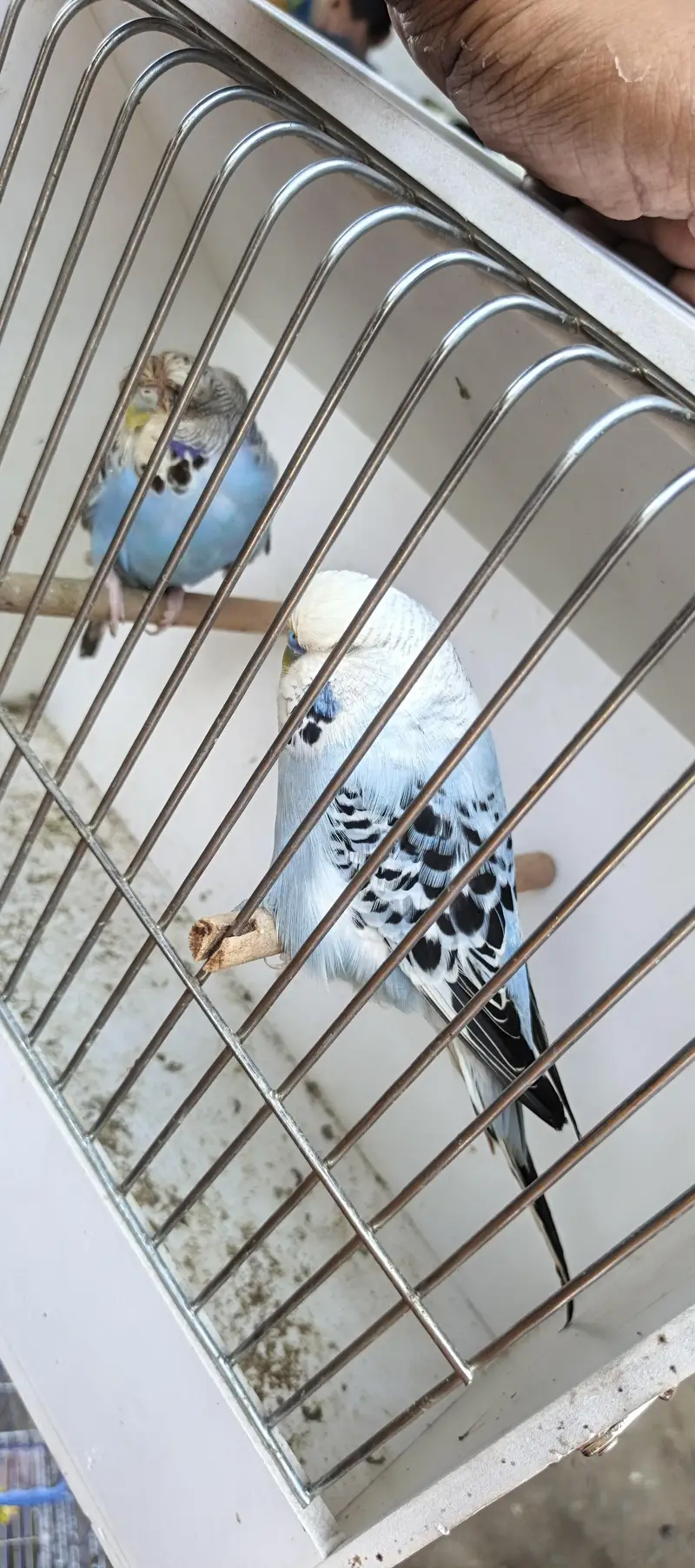 1.5 by 4 ka 5 3 cage aur exhibition parrot  5 pis sell — photo 3