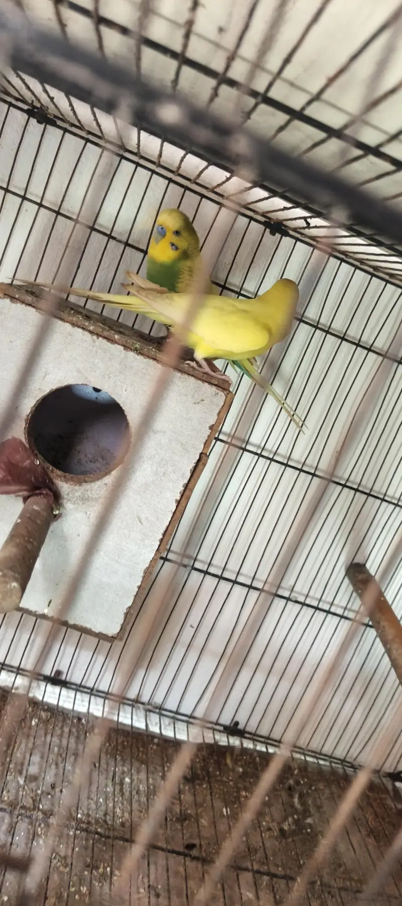 1.5 by 4 ka 5 3 cage aur exhibition parrot  5 pis sell — photo 4
