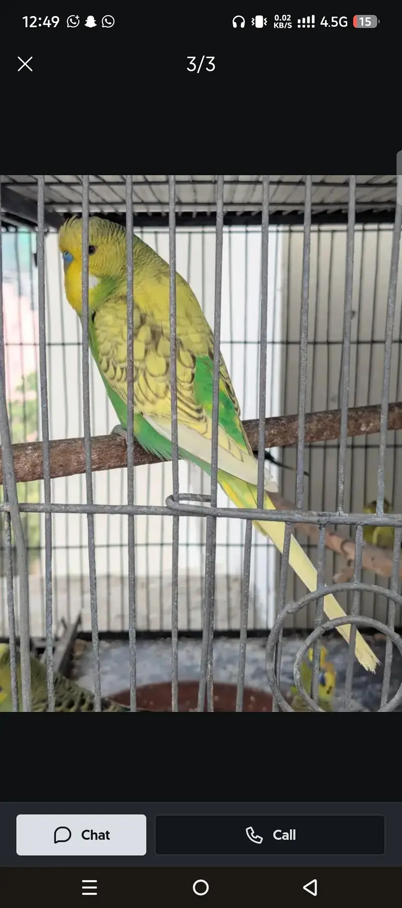 1.5 by 4 ka 5 3 cage aur exhibition parrot  5 pis sell — photo 5