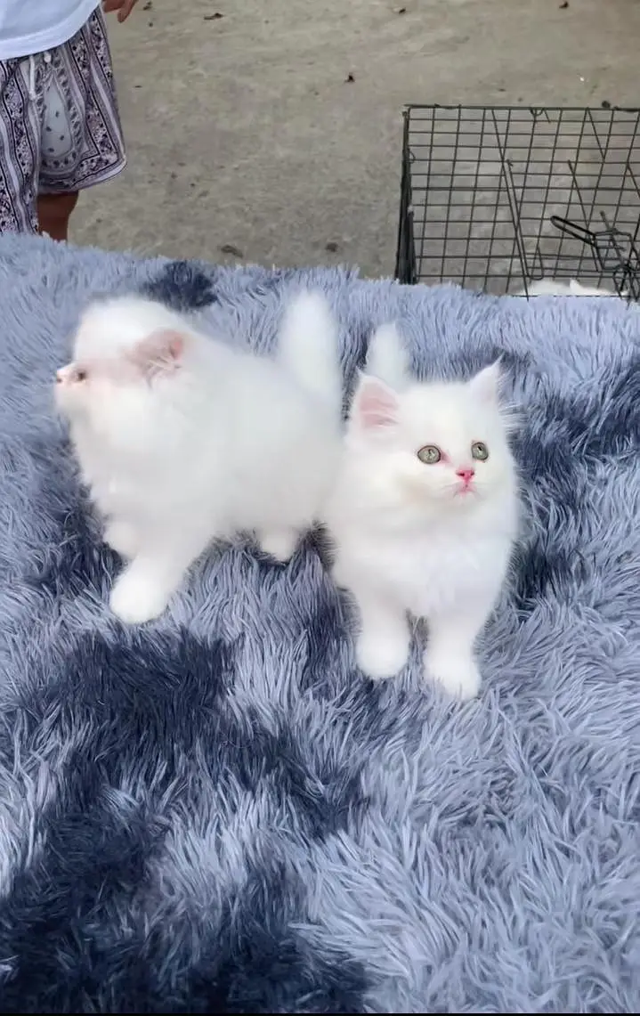 Persian kitten triple Qout. for. . sale my WhatsApp03493731440 — photo 2